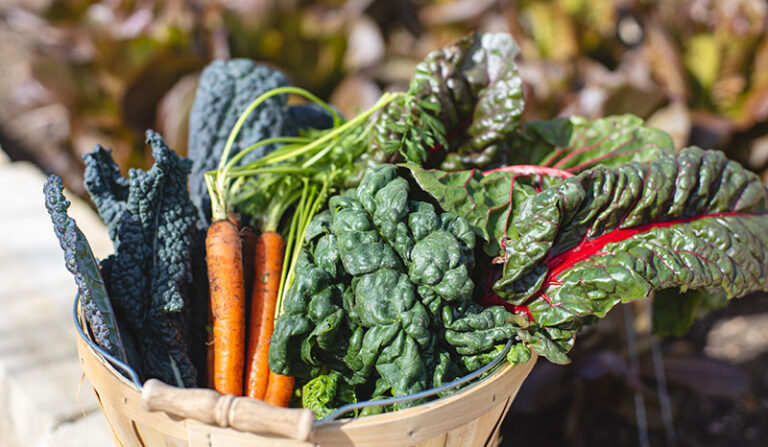 Mirasol Springs garden vegetables